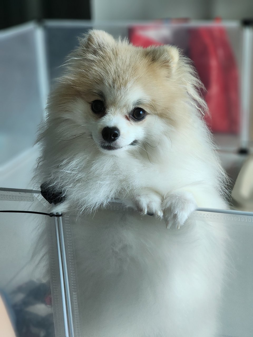 Harpy - Pomeranian Dog