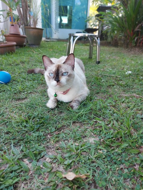 Jane - Siamese + Domestic Short Hair Cat