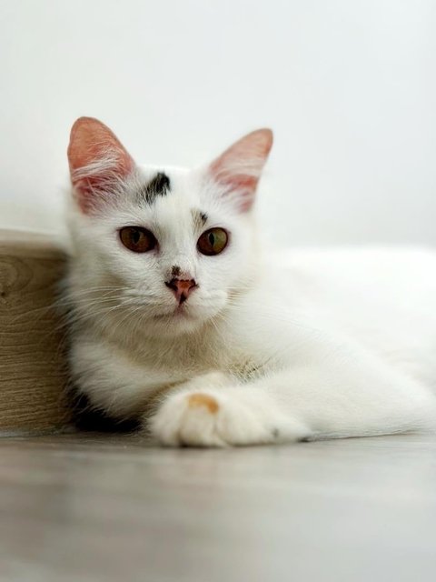 Softie - Domestic Short Hair Cat