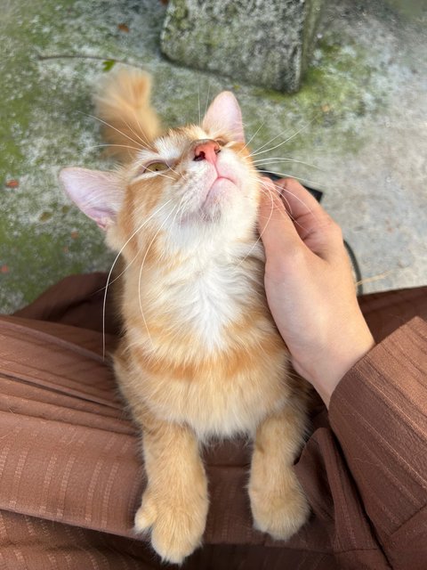 Oyen Manja - Domestic Long Hair + Domestic Medium Hair Cat