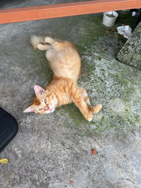 Oyen Manja - Domestic Long Hair + Domestic Medium Hair Cat