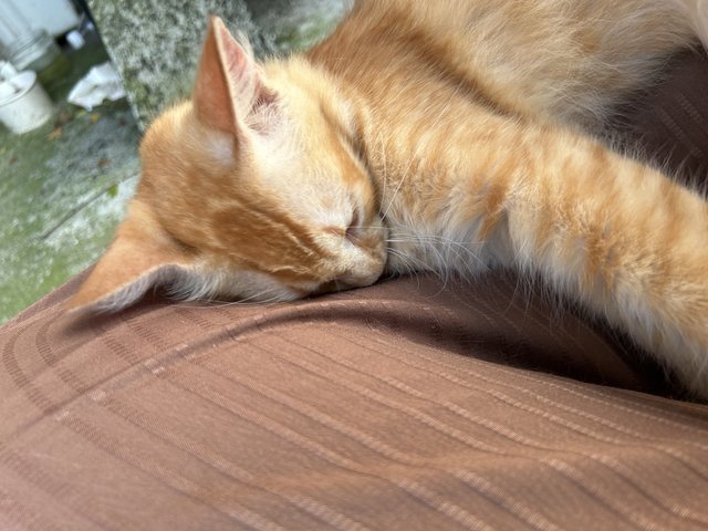 Oyen Manja - Domestic Long Hair + Domestic Medium Hair Cat