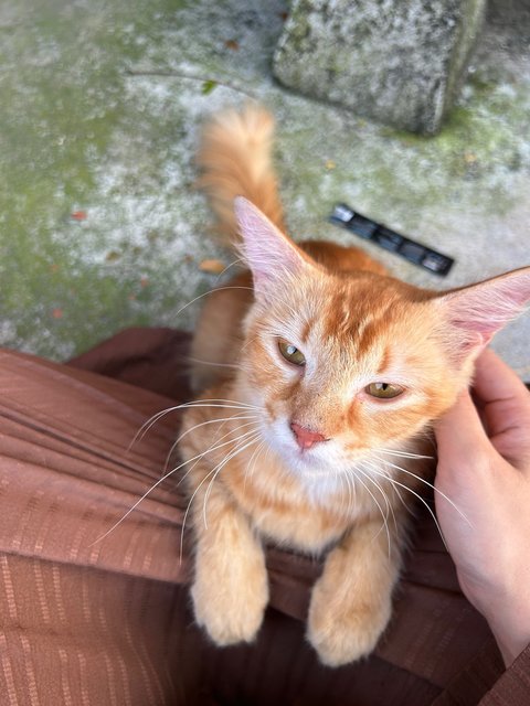 Oyen Manja - Domestic Long Hair + Domestic Medium Hair Cat