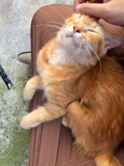 Oyen Manja - Domestic Long Hair + Domestic Medium Hair Cat