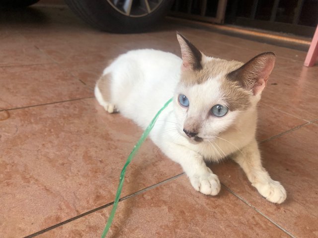 Maayavi  - Siamese + Snowshoe Cat