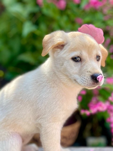 Amely - Mixed Breed Dog