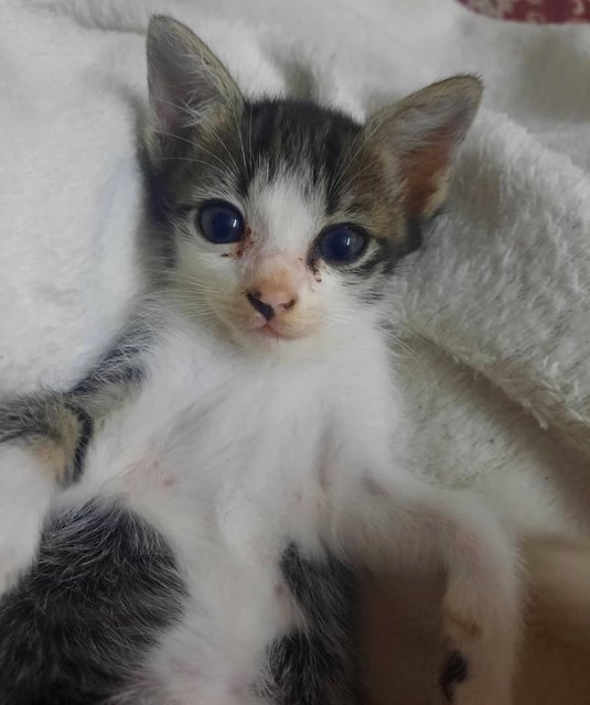 Oreo Squad - Domestic Short Hair Cat