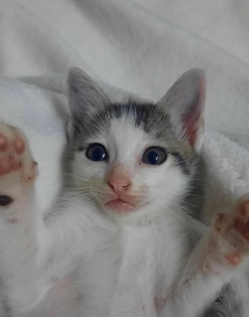 Oreo Squad - Domestic Short Hair Cat