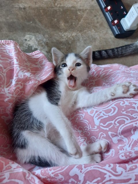 Oreo Squad - Domestic Short Hair Cat