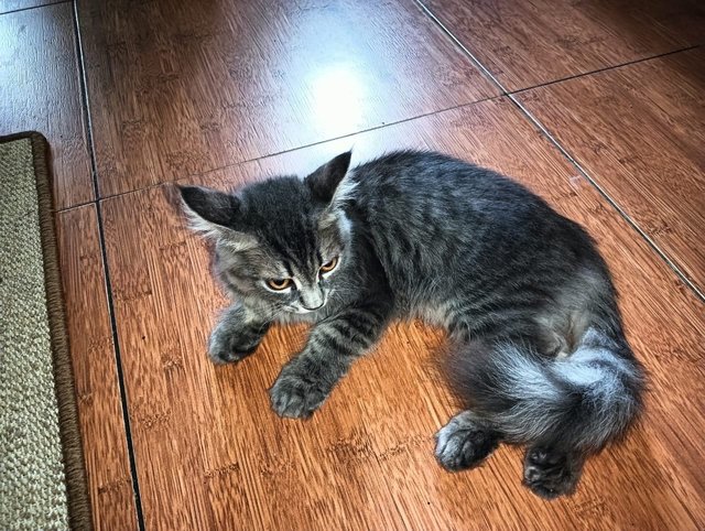 3 Baby Maine Coone - Maine Coon + Munchkin Cat