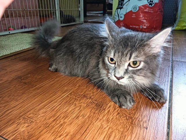 3 Baby Maine Coone - Maine Coon + Munchkin Cat