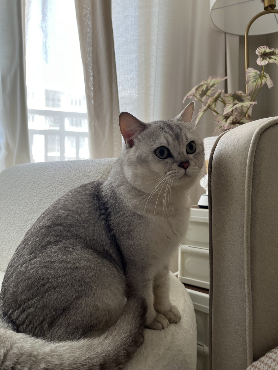 Jacky - British Shorthair Cat