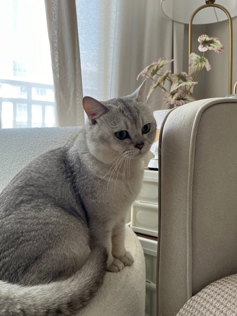 Jacky - British Shorthair Cat