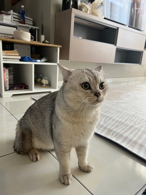 Jacky - British Shorthair Cat