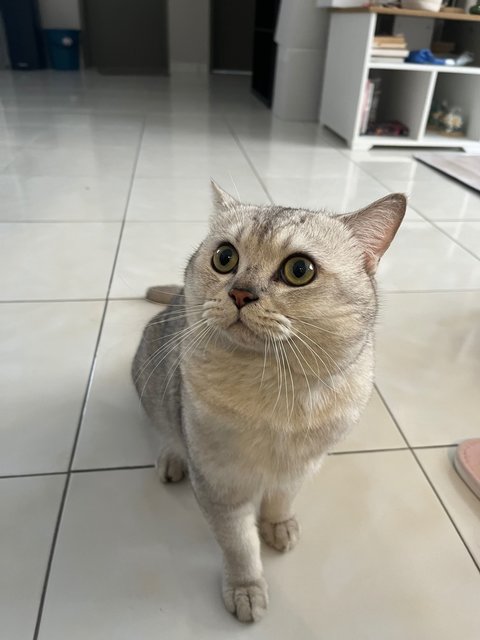 Jacky - British Shorthair Cat