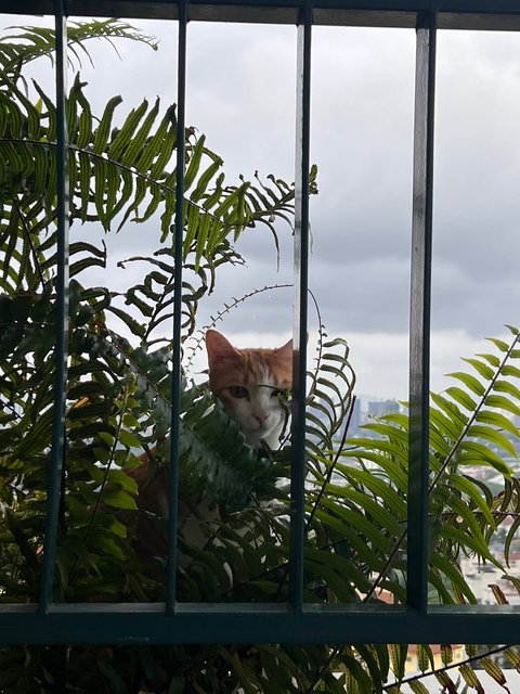 Leo - Domestic Medium Hair + Tiger Cat