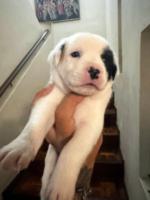 Mix Breed Puppies - Mixed Breed Dog