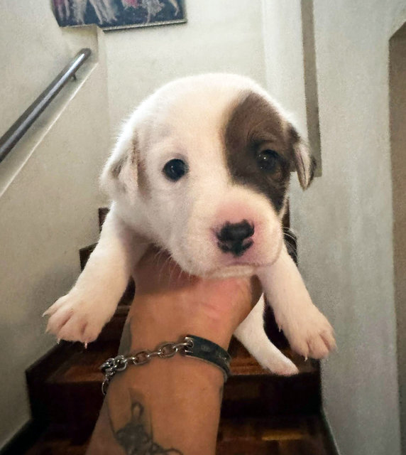 Mix Breed Puppies - Mixed Breed Dog