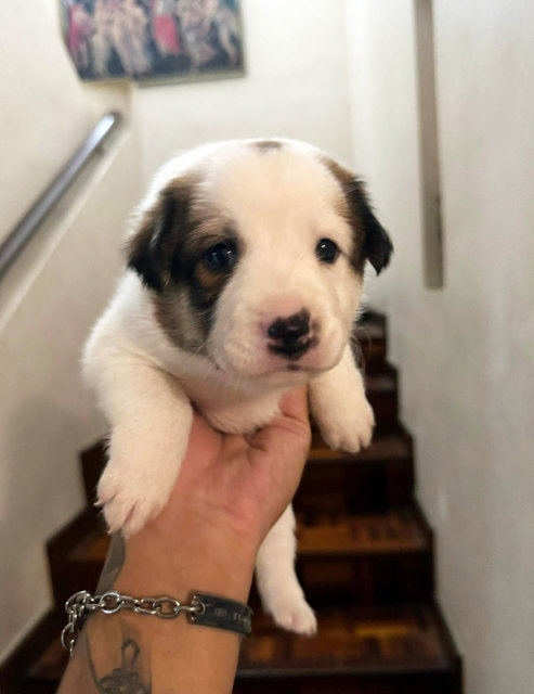 Mix Breed Puppies - Mixed Breed Dog