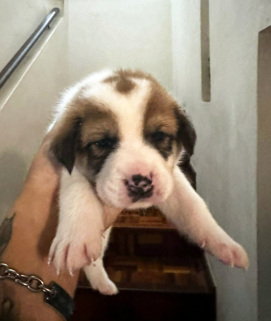 Mix Breed Puppies - Mixed Breed Dog