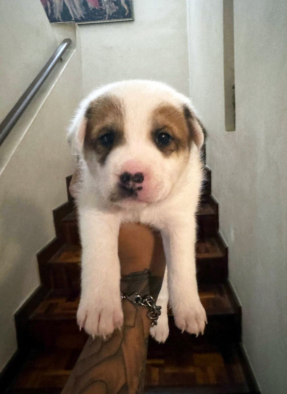 Mix Breed Puppies - Mixed Breed Dog