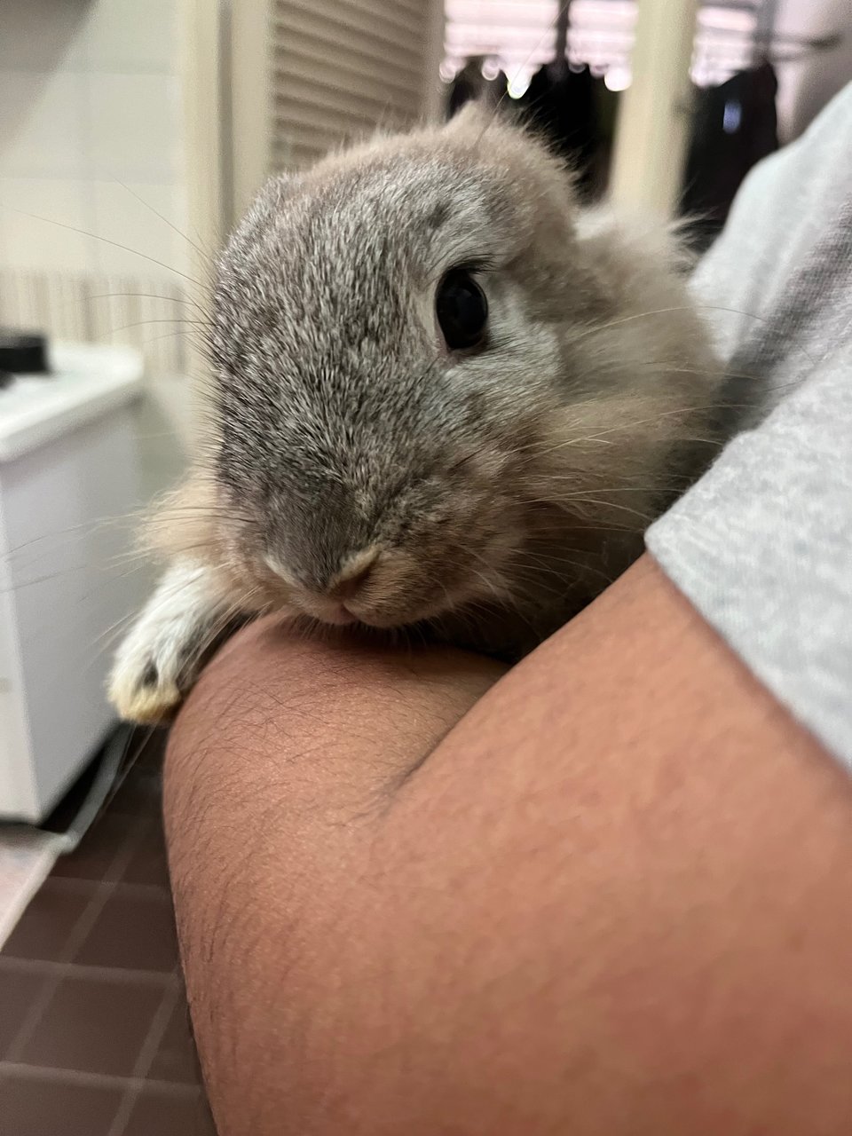 Flax - Lionhead + Dwarf Rabbit