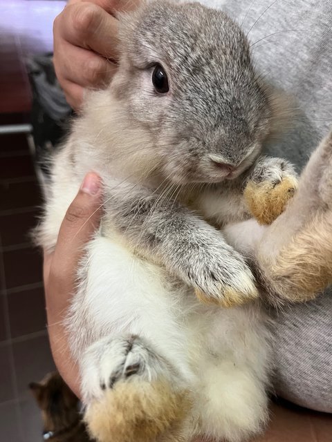 Flax - Lionhead + Dwarf Rabbit