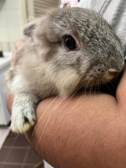 Flax - Lionhead + Dwarf Rabbit