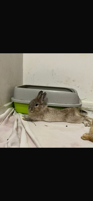 Flax - Lionhead + Dwarf Rabbit