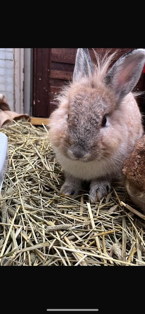 Flax - Lionhead + Dwarf Rabbit