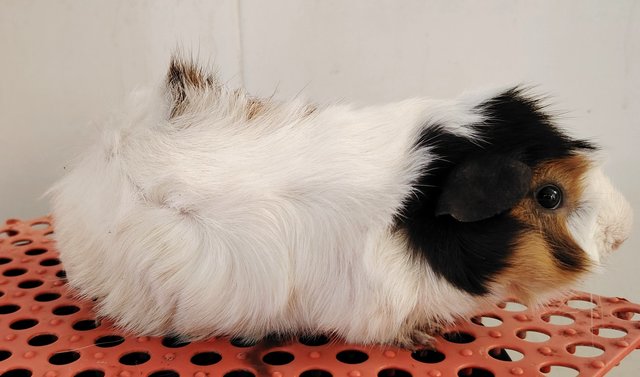 Guinea Pig - Guinea Pig Small & Furry