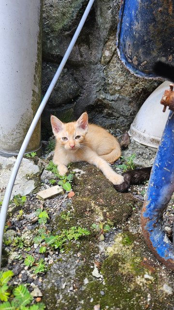 Fafa, Captain, Lali, Onglai - Domestic Short Hair Cat