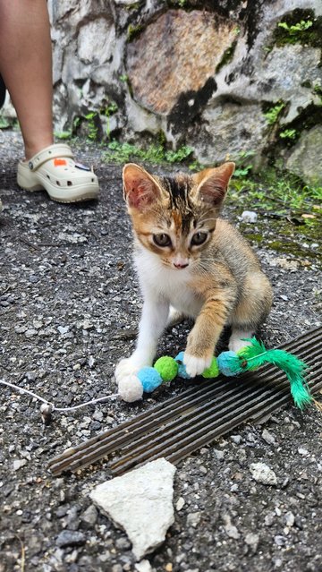 Fafa, Captain, Lali, Onglai - Domestic Short Hair Cat