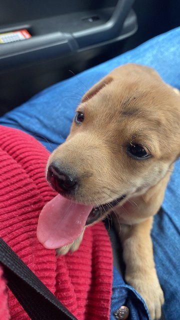 Baby Boy - Mixed Breed Dog