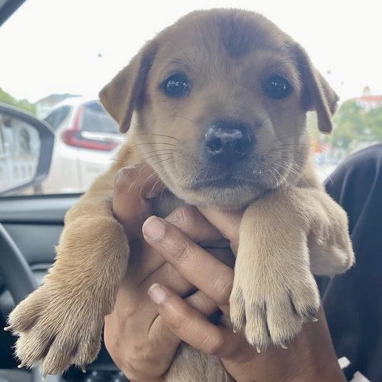 Baby Boy - Mixed Breed Dog