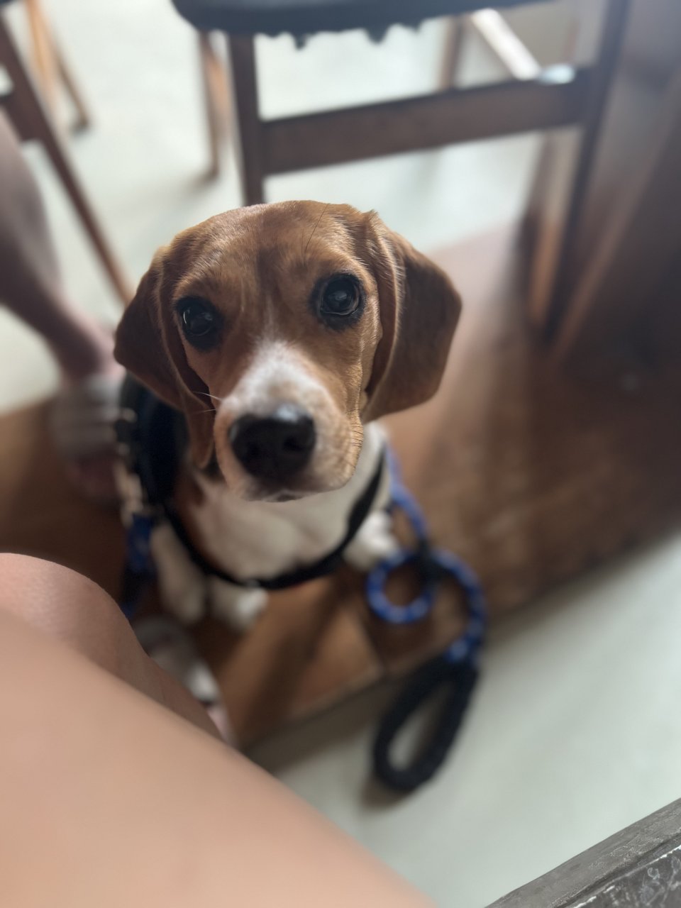 Liuliu - Beagle Dog