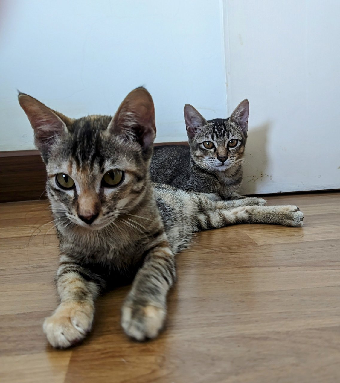 Pebbles And Percy - Tabby + Domestic Short Hair Cat