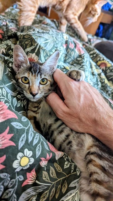 Pebbles And Percy - Tabby + Domestic Short Hair Cat