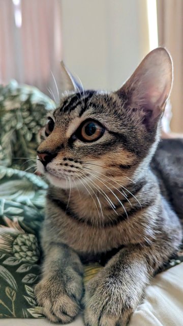 Pebbles And Percy - Tabby + Domestic Short Hair Cat