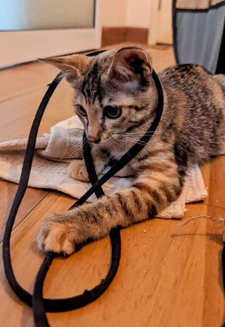 Pebbles And Percy - Tabby + Domestic Short Hair Cat