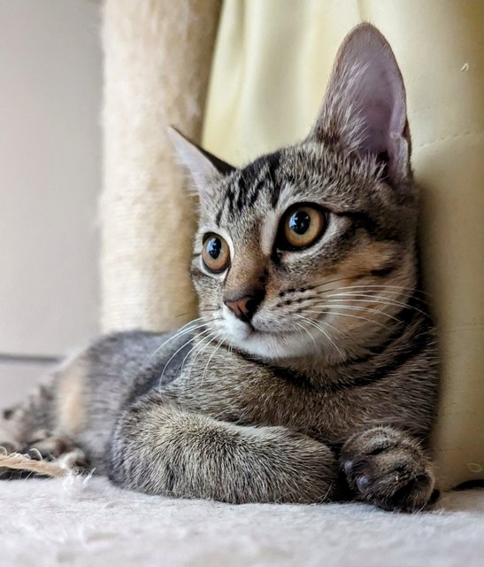 Pebbles And Percy - Tabby + Domestic Short Hair Cat