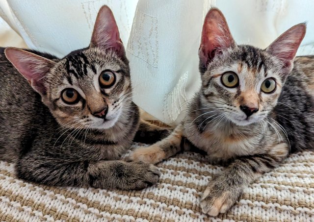 Pebbles And Percy - Tabby + Domestic Short Hair Cat