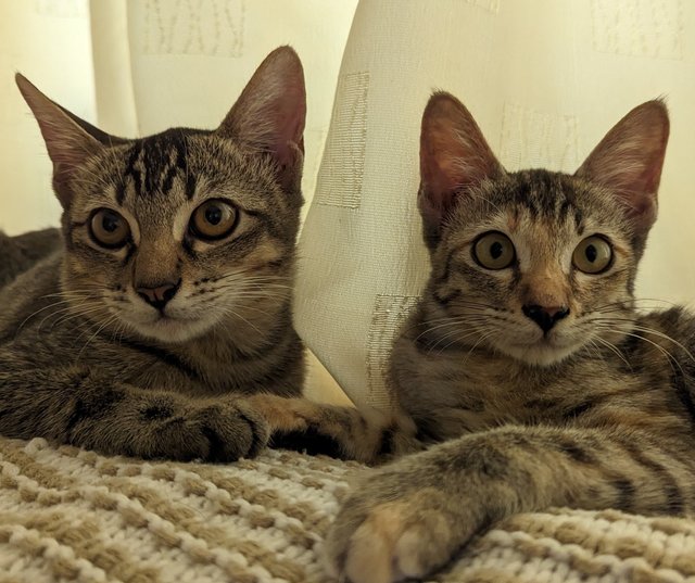 Pebbles And Percy - Tabby + Domestic Short Hair Cat