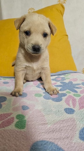 Penny Gal  - Mixed Breed Dog