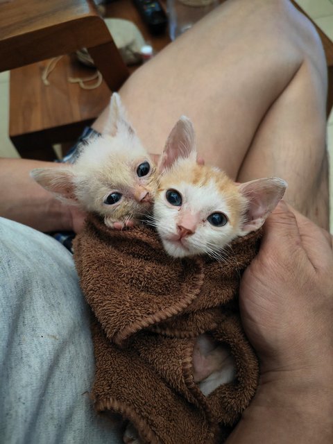 Biscoff &amp; Marshmallow - Domestic Short Hair Cat