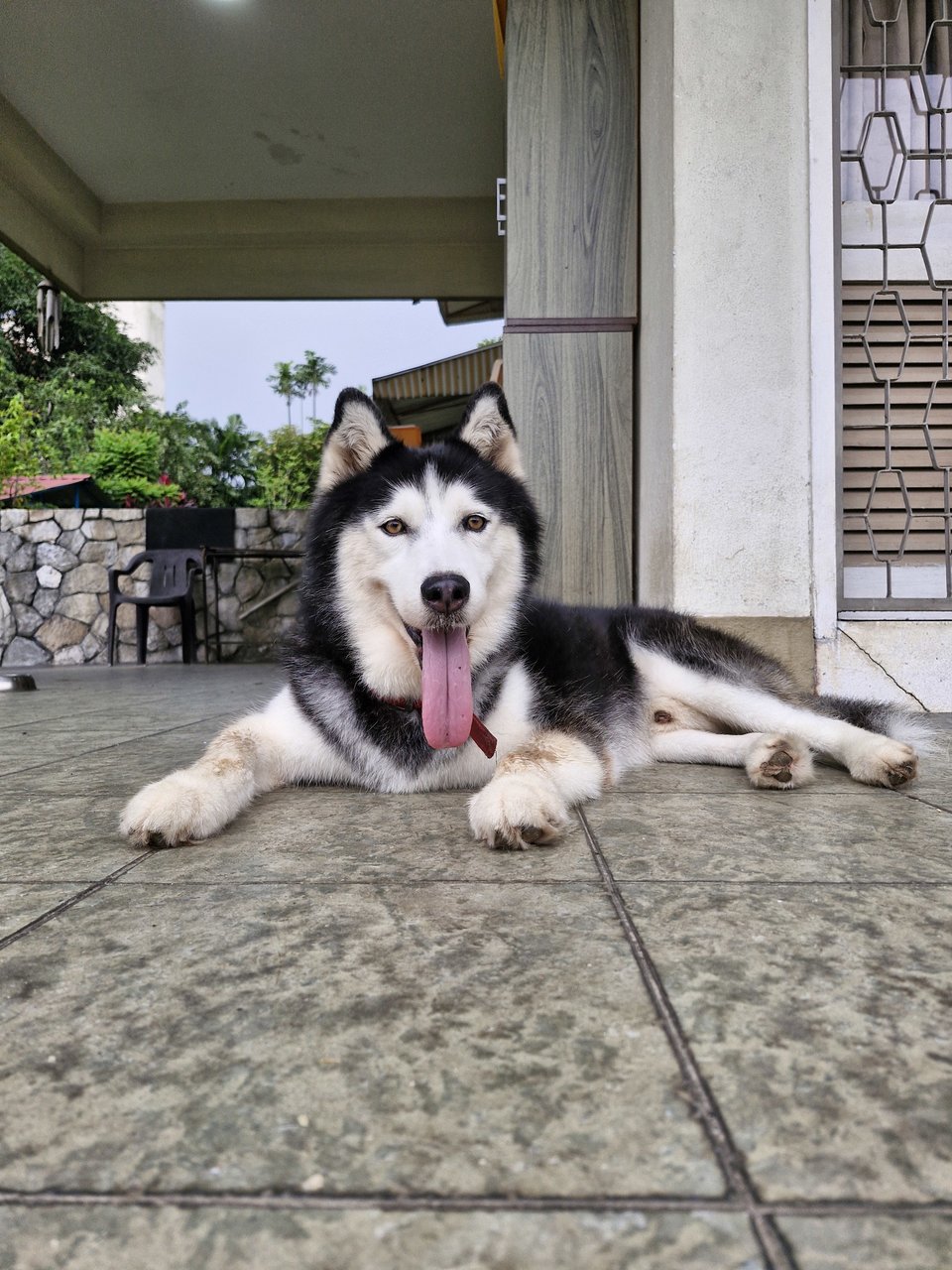 Ranger - Husky Dog