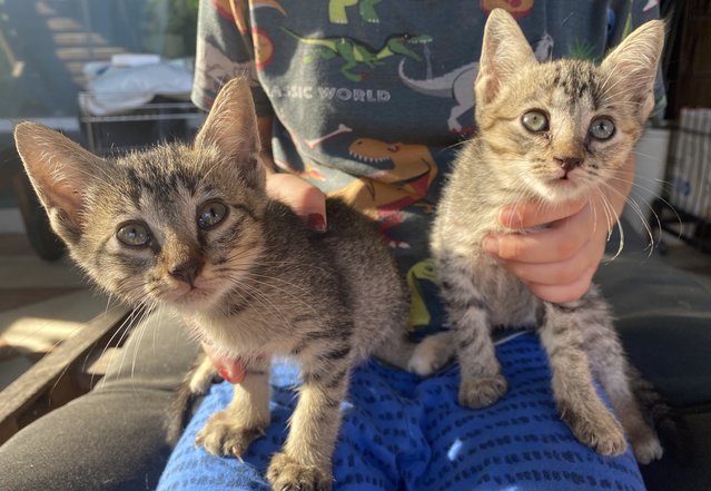 8 Week Old Kittens! - Domestic Short Hair + Domestic Medium Hair Cat