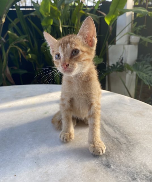 8 Week Old Kittens! - Domestic Short Hair + Domestic Medium Hair Cat