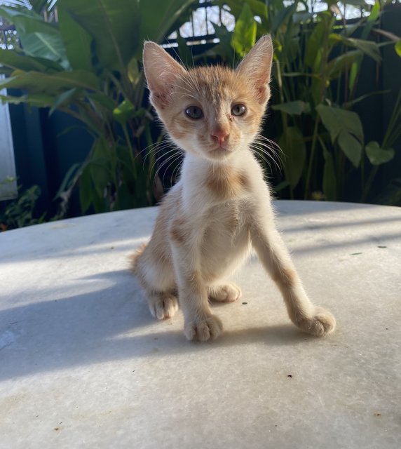 8 Week Old Kittens! - Domestic Short Hair + Domestic Medium Hair Cat