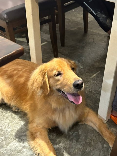 Bobby - Golden Retriever Dog